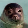seal18176