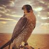 تٌــأّريِّخِ»صّـقُـر🦅