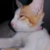 brulee62