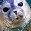 seal2182