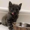 hope for paws