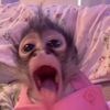 MonkeyTok