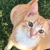 meow06279390