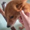 anndumb4ssdawg