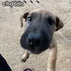 pingcutenehocgioi