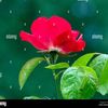 user3979956197618