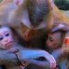 Monkeys Kh
