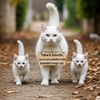 MeowqiL