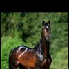 saeed.ahmad5450
