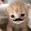 alyxqpd
