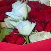 ghassandrayii7
