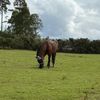 chelsea_equestrian1