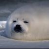 seal.lover.com0