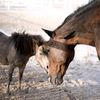 Rachelle Horse Haven