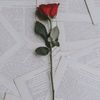 entisar.omar3