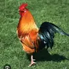 chickenofficial87