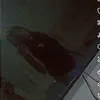 loh_qamaoninokkj3