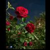 yousfyousf2876