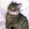curiouscatdaily