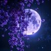 violety42cat