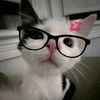 meowmeownome0w
