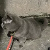 bthmaa3