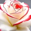 user668200186117