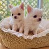 Chihuahua puppies for adoption