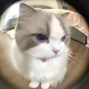 khanhkim567