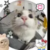 toicobanroi