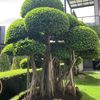 bonsai_sumatra1