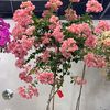 saif_._17