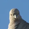 stigal4