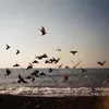 baqdunis_07