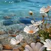 beniz_65