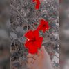 user32711319990075