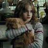 feline_stf