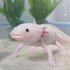 axolotl.lover16