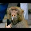 monkey_tamer67