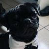 el.pug67