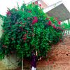 bhattaraixeetri8