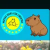 capibaras.en.acci