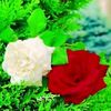 user6060104610990