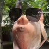 onlyonevideo0k