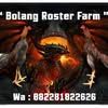Bolang rooster lpg