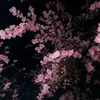 nastyshaaaa395