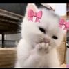 who_syaa34