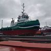 bocahedan271