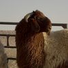 نوادر النعيم 🐑
