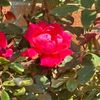 casandrabrown041